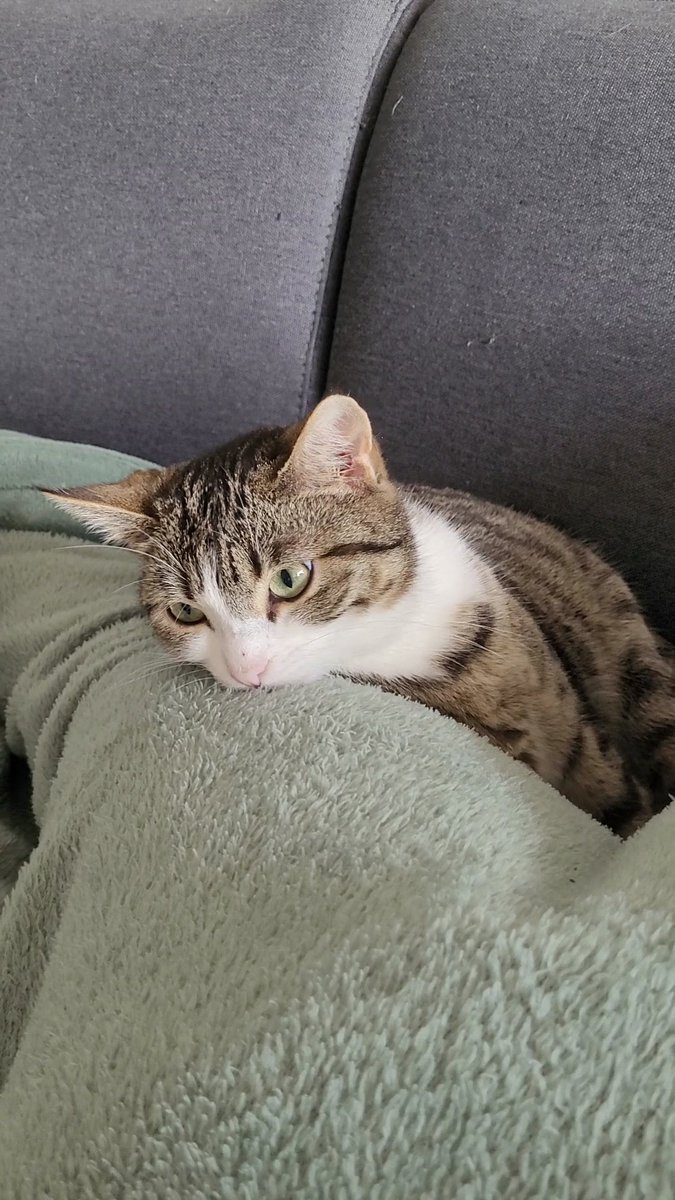 KarvinCats's tweet photo. Kuscheln hält gesund (und warm)

Nala und Hana von den #nordstadtkatzen https://t.co/aPtDPxGDrR