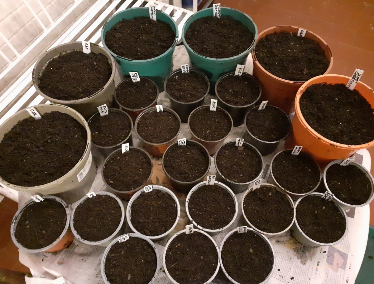 DianaCotter5's tweet photo. As part of my #NationalTreeWeek I finally got around to sowing the nuts and seeds that I collected from local, native, Trees and Shrubs this Autumn. Hopefully I'll have a small forest in a year or two! The Acorns have sprouted already! 🌳🌳🌳 #GrowATree #TreeParty https://t.co/mZeLYCblC6
