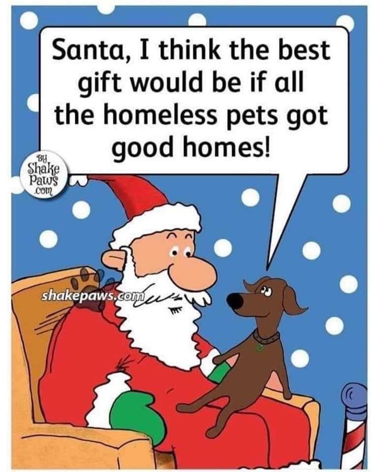 Gentle_Loki's tweet photo. This is what Loki and granny want as well๐พโค๏ธ๐พ
#dogsoftwitter #Pitbull #americanpitbullterrier #dontbullymybreed #pitbullmix #ProudPittieParent #pitbullstrong #dogs #doglovers #animals #pets #puppies #animalwelfare #animalcruelty #animalabuse #animalneglect https://t.co/sbOlMqHkAh