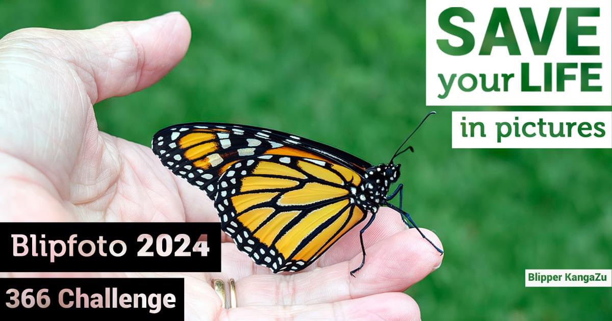 Blipfoto tweet media