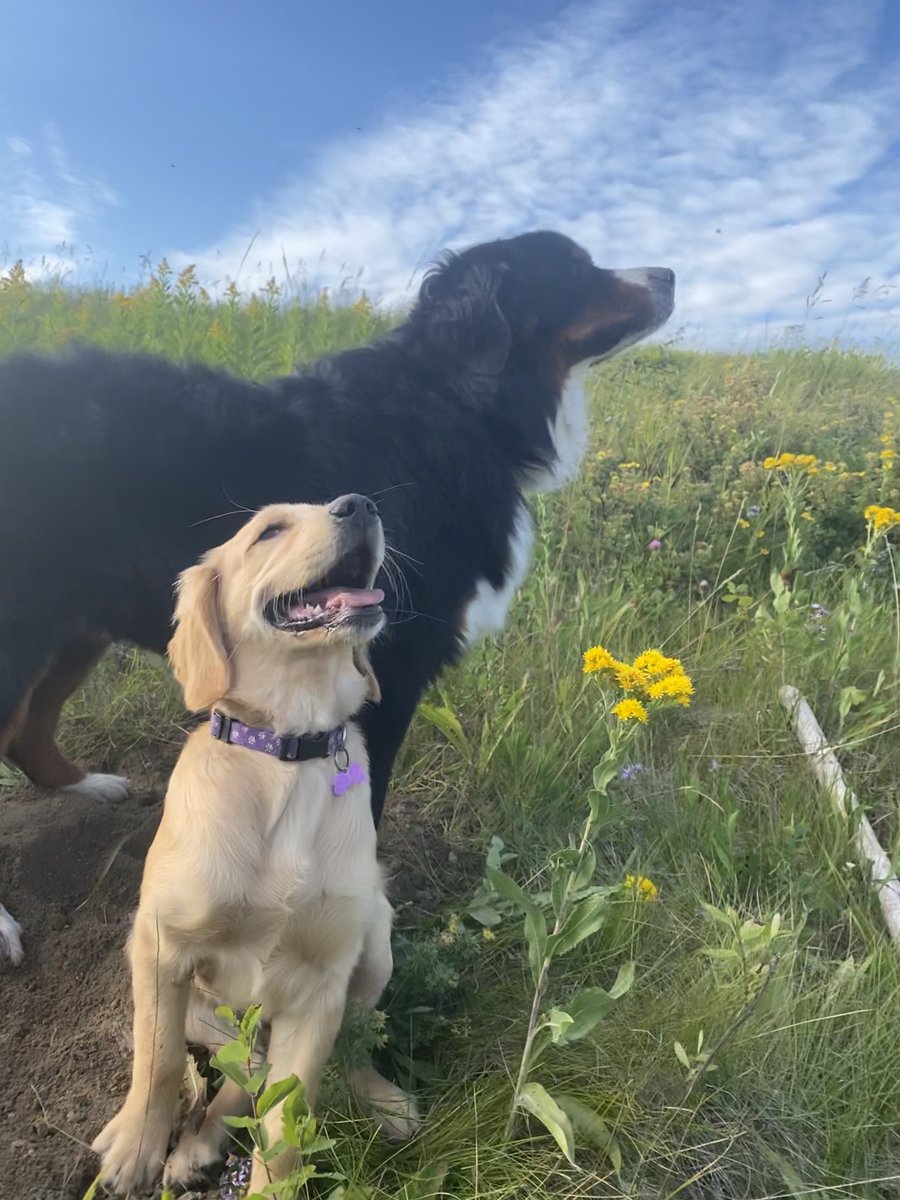 Bunsen, Beaker, Bernoulli & Brix tweet media