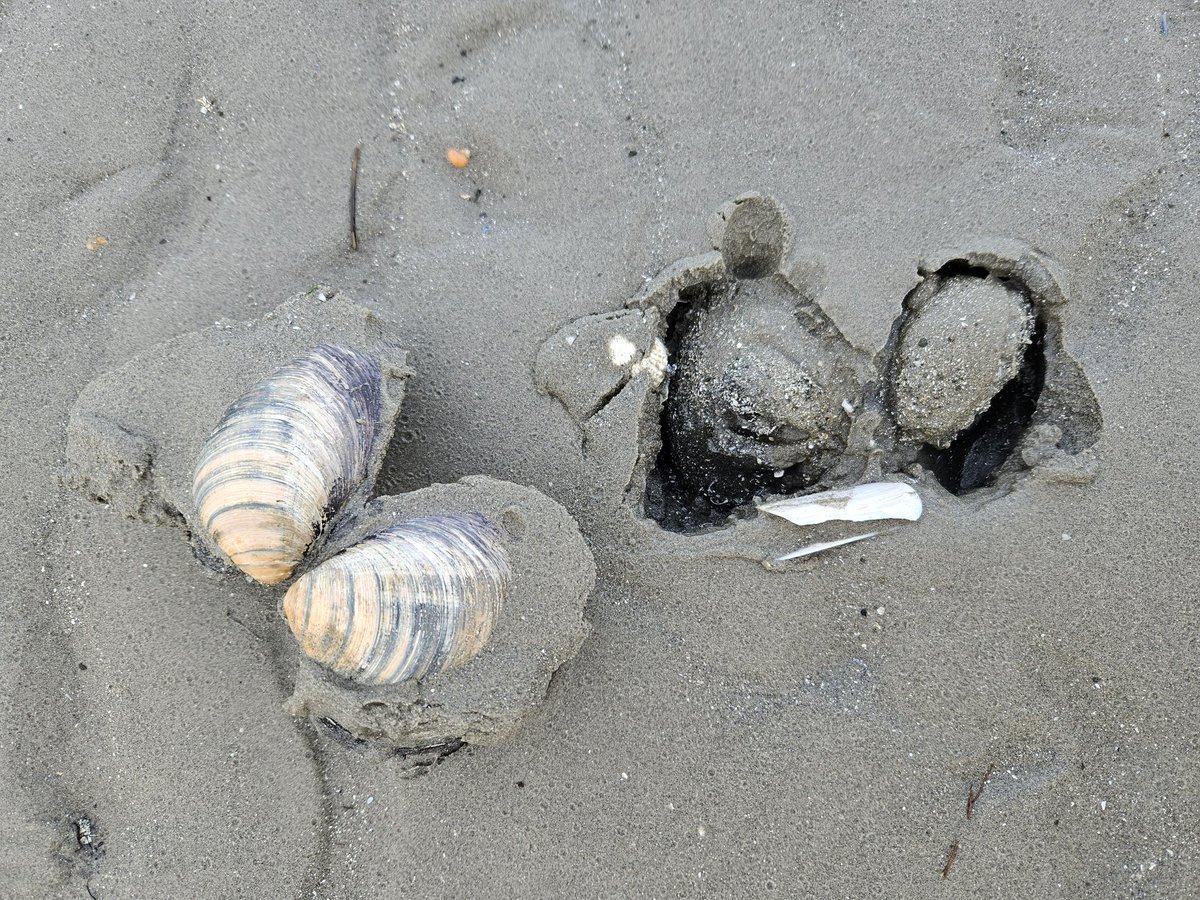 rita_hagan's tweet photo. A hinged #IcelandicCyprine or #ArcticaIslandica found on the embryonic dune on #Merrion Strand today. A quite magnificent specimen.
@coastwatch_ire https://t.co/PR479XkHxD