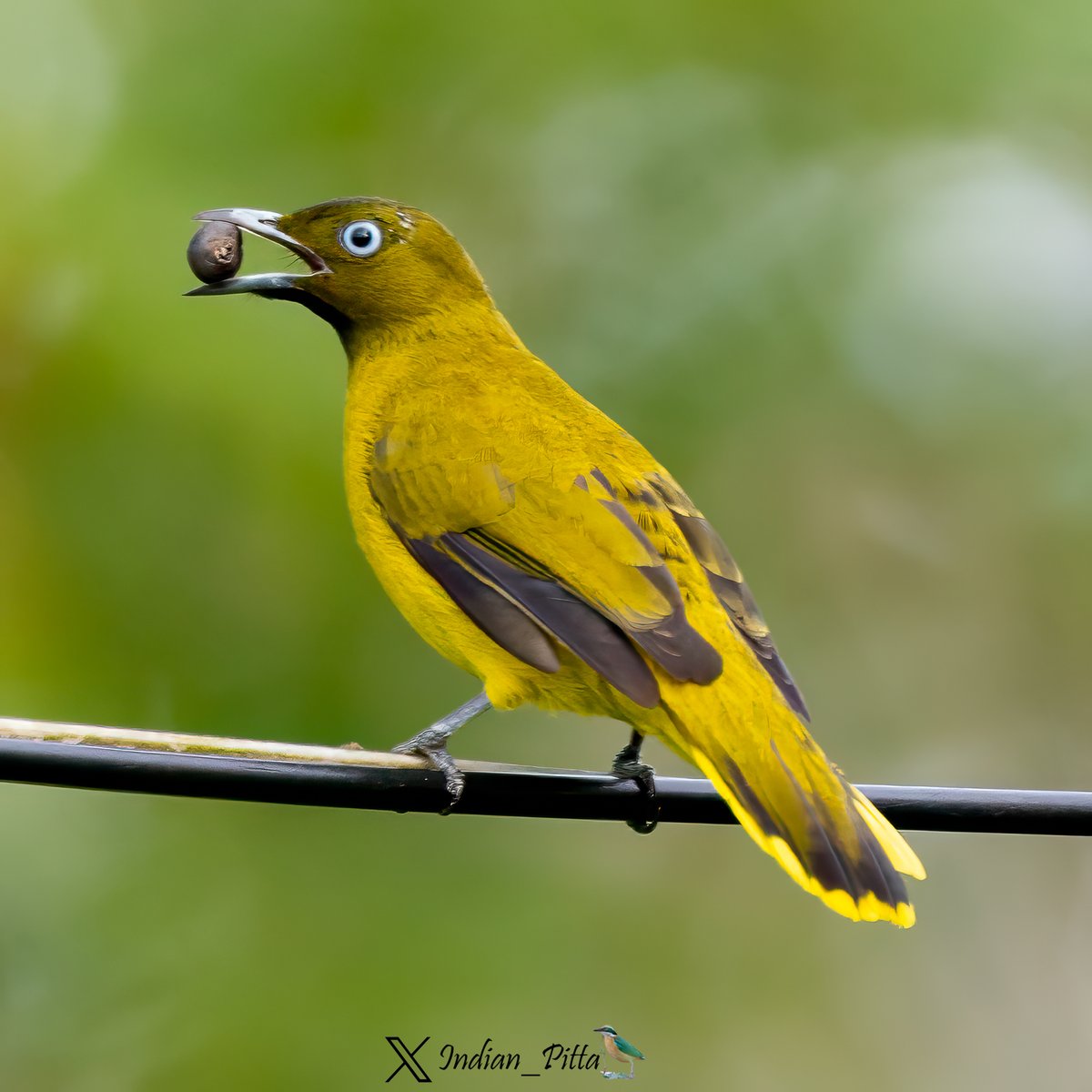 Sunday's thread is about Yellow Coloured Tones. I start with Andaman Bulbul from Andaman Islands. Isn't this is one of beautiful bulbul ?