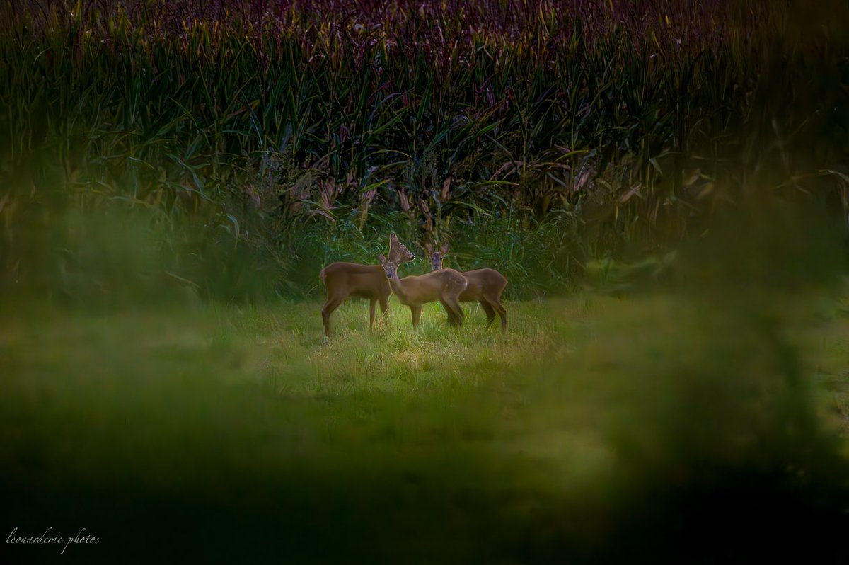 SafrandeCotchia's tweet photo. Photo puisée dans ma photothèque par manque de temps, mais je me souviens de ce moment ou l’on sait mutuellement surveiller pendant deux ou trois minutes. https://t.co/DIUNvTpYrs