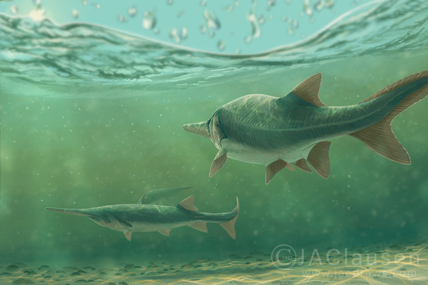 An off-theme illustration of some Chinese Paddlefish for this week's #SundayFishSketch