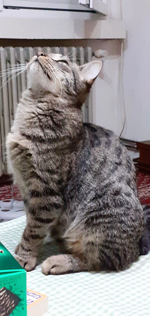 ljilja_ar's tweet image. 10minutna priča o jednoj mušici...
#toša 🐈
p.s. još ga ne udomih