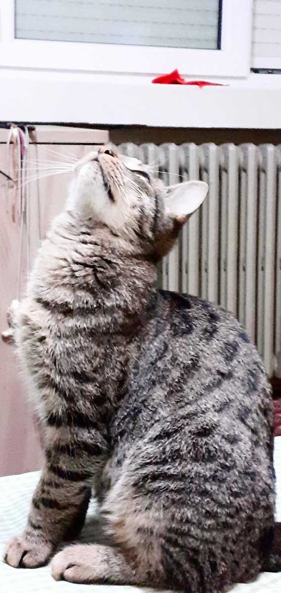 ljilja_ar's tweet image. 10minutna priča o jednoj mušici...
#toša 🐈
p.s. još ga ne udomih