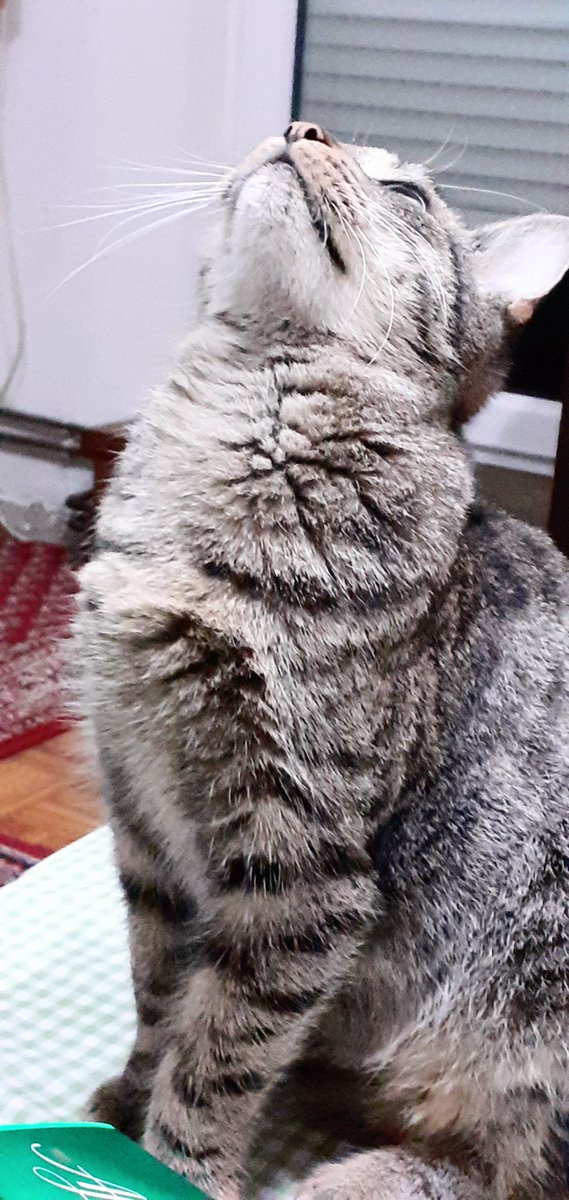 ljilja_ar's tweet image. 10minutna priča o jednoj mušici...
#toša 🐈
p.s. još ga ne udomih