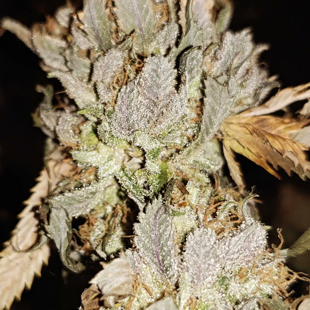 WeedCane (@WeedCane) / Posts / X