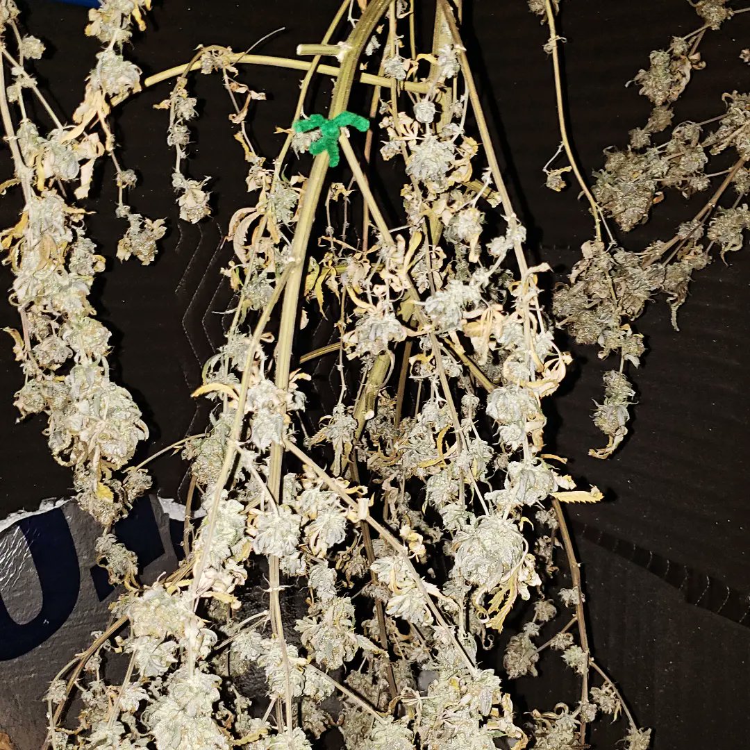 WeedCane (@WeedCane) / Posts / X