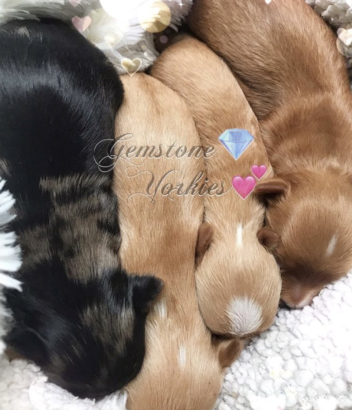 Gemstone Exotic Yorkies GemstoneYorkies X