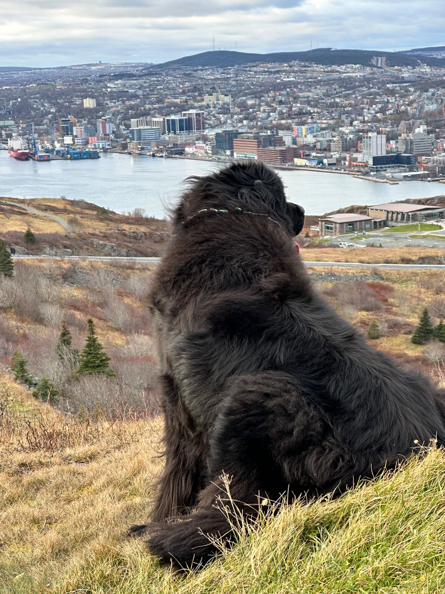 JakeDoyleandSa1's tweet photo. Signal Hill in St. John’s, NL with Jake Doyle #Dogsoftwitter #NewfoundlandDogs https://t.co/xqPuR6wTdD