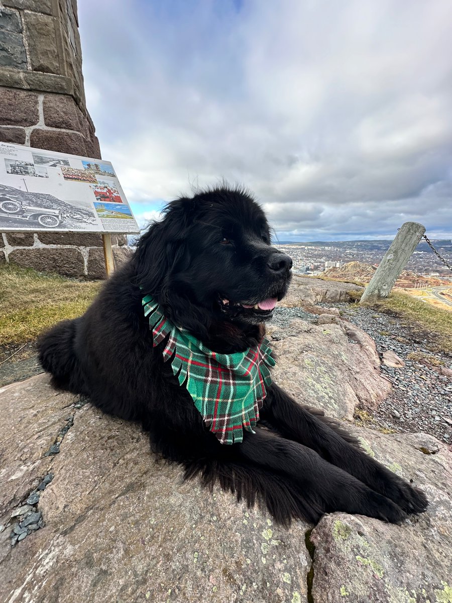 JakeDoyleandSa1's tweet photo. Signal Hill in St. John’s, NL with Jake Doyle #Dogsoftwitter #NewfoundlandDogs https://t.co/xqPuR6wTdD