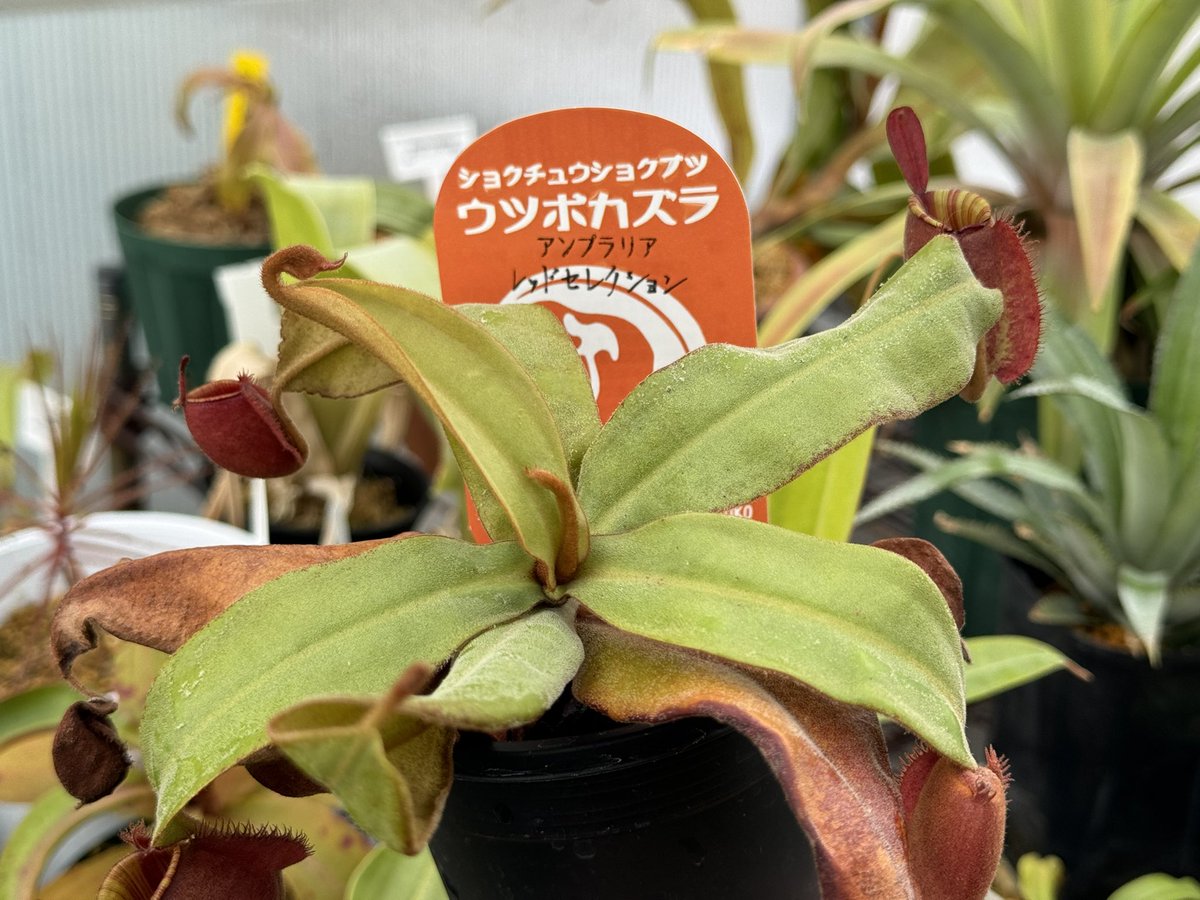 エルラのふしぎ植物ch 2000人突破🎁企画】 当選者:3名様(下記各1名) A