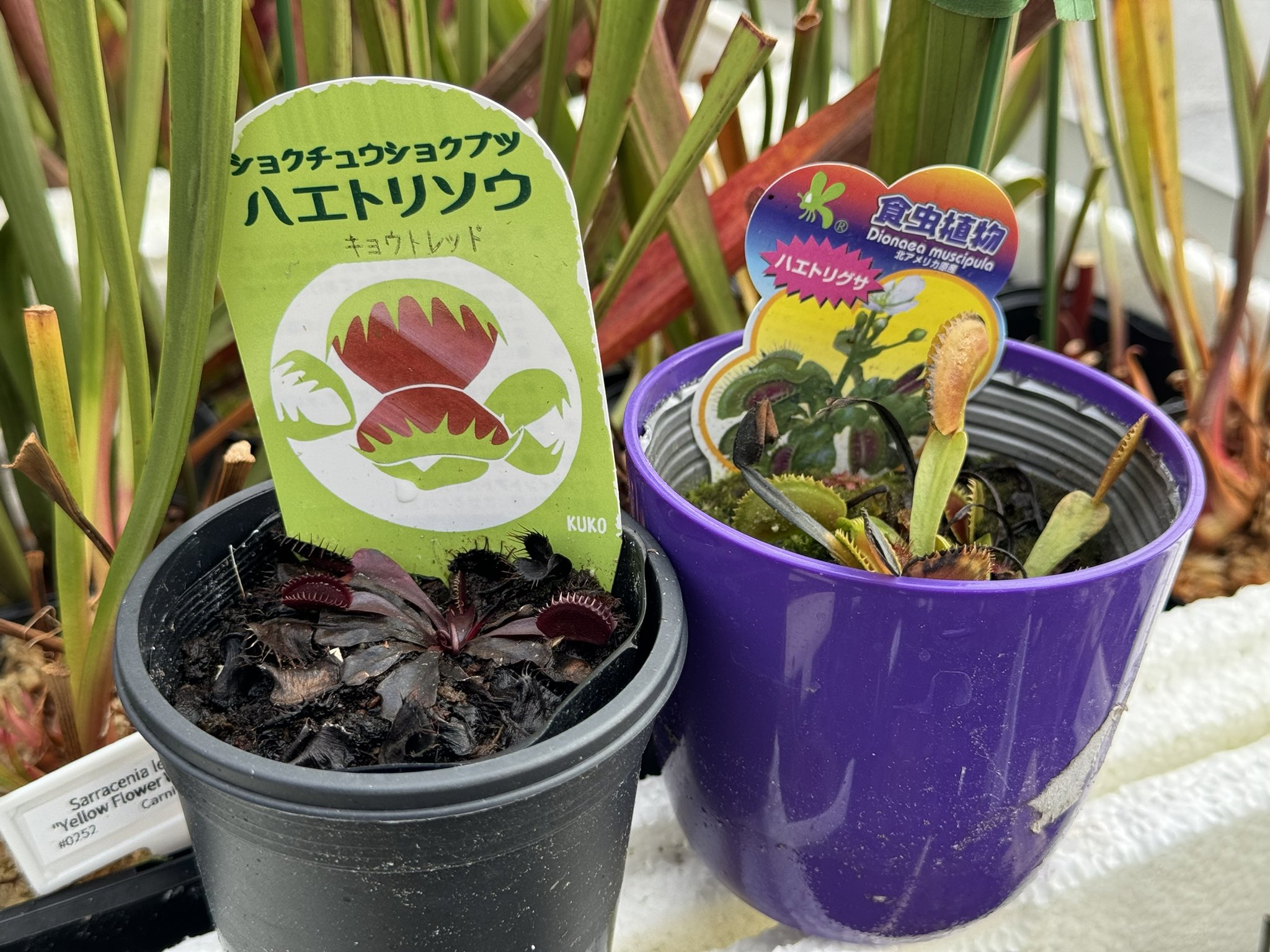 エルラ🪴ふしぎ植物YouTuber【食虫植物】 on X: 