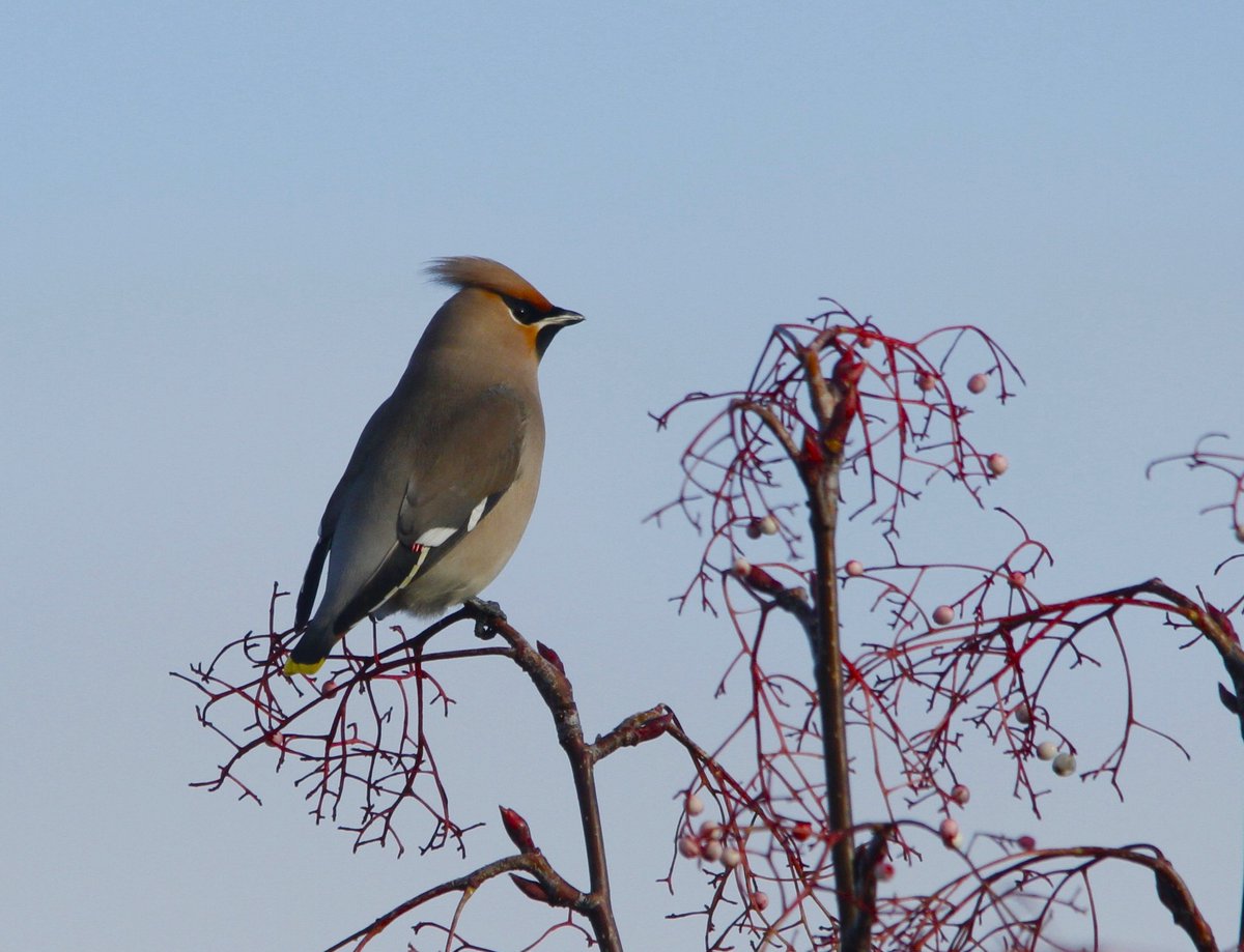 Waxwings still present in Chisworth, Derbyshire yesterday. At least 12 were wallowing in a sea of Sorbus berries. You just have to admire their opportunism in eking out a living in the freezing temperatures after a trip across the north sea.
