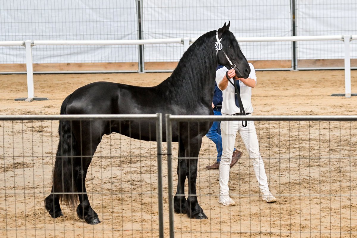 StaldePiksen's tweet photo. Een nieuwe sterhengst 🌟 erbij.
Raúl W. fan ‘e Piksen ster verklaard en door naar de 2e bezichtiging van de hengstenkeuring @RoyalFriesian in Leeuwarden #fries #friesian #kfps https://t.co/1ZXtJyMD0V