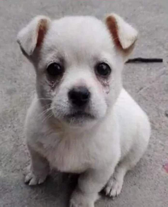 Best in Dogs tweet media