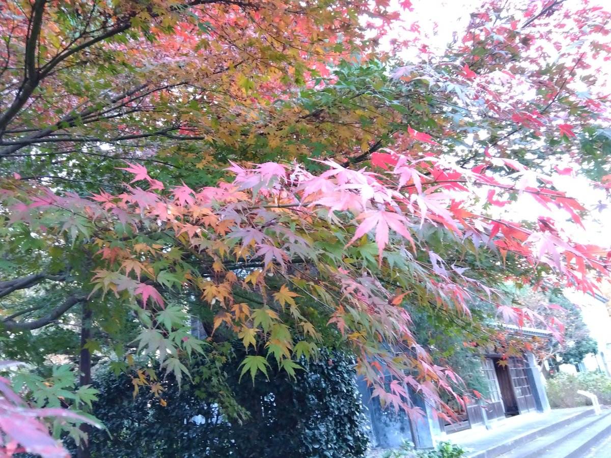 村野四郎の、白色レグホンがいる景色　郷土の森の紅葉