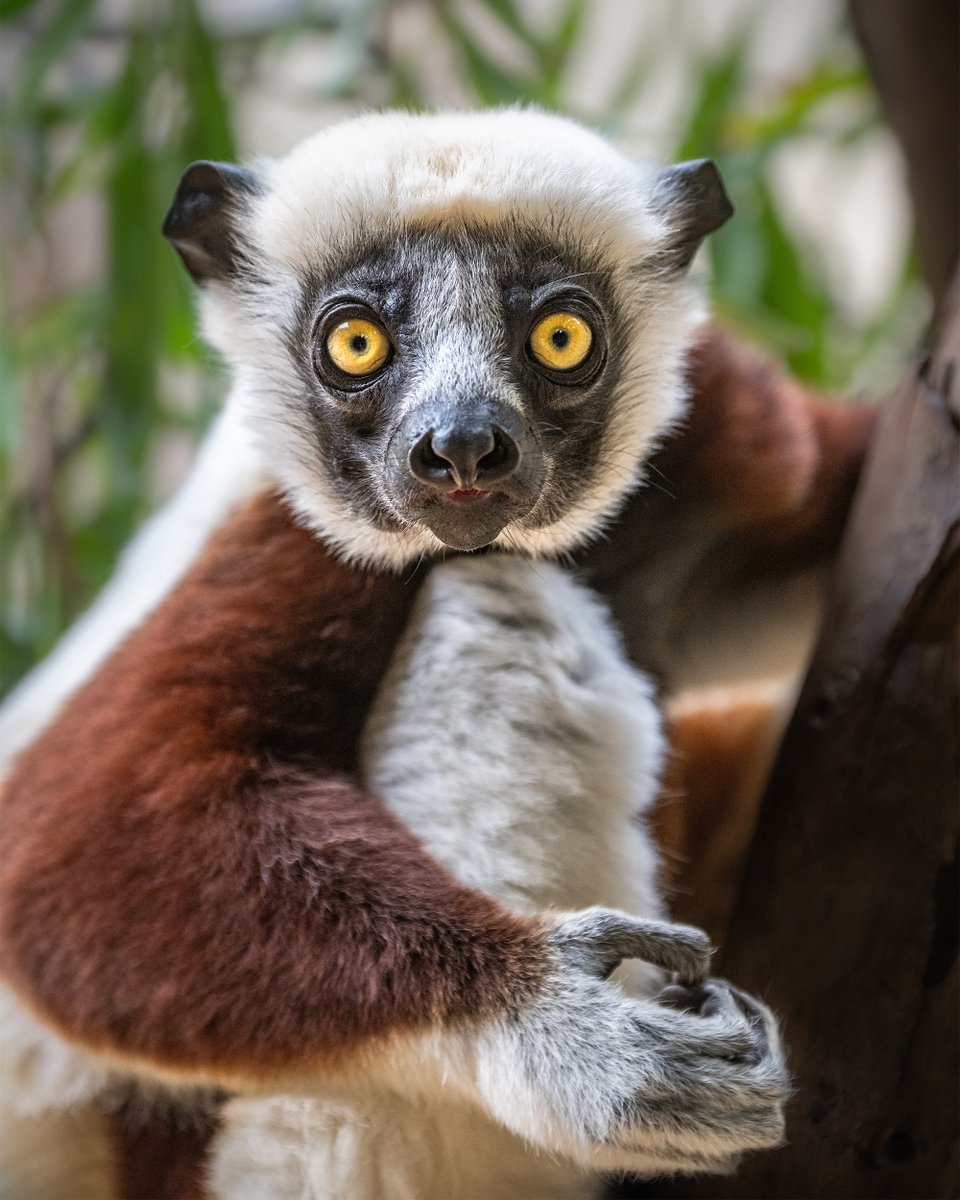 Congratulations to our very own Zoo photographer, Jamie Pham, whose beautiful Coquerel’s sifaka portrait is featured in this years @zoos_aquariums Annual Photo Contest Highlights! Explore all the winning photos at 
bit.ly/3NauPRb
#WeAreAZA #Sifaka #Primate