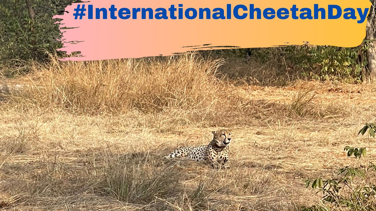 ntca_india's tweet photo. It's #IntCheetahDay today and we are proud to have the world’s fastest land animal back on Indian soil. Here's Pawan chilling in his new home @KunoNationalPrk #Cheetahs love to rest, as per @CCFCheetah they are only active for ~12% of their day😺
pix @SPYadavIFS https://t.co/tI1LUoyu08