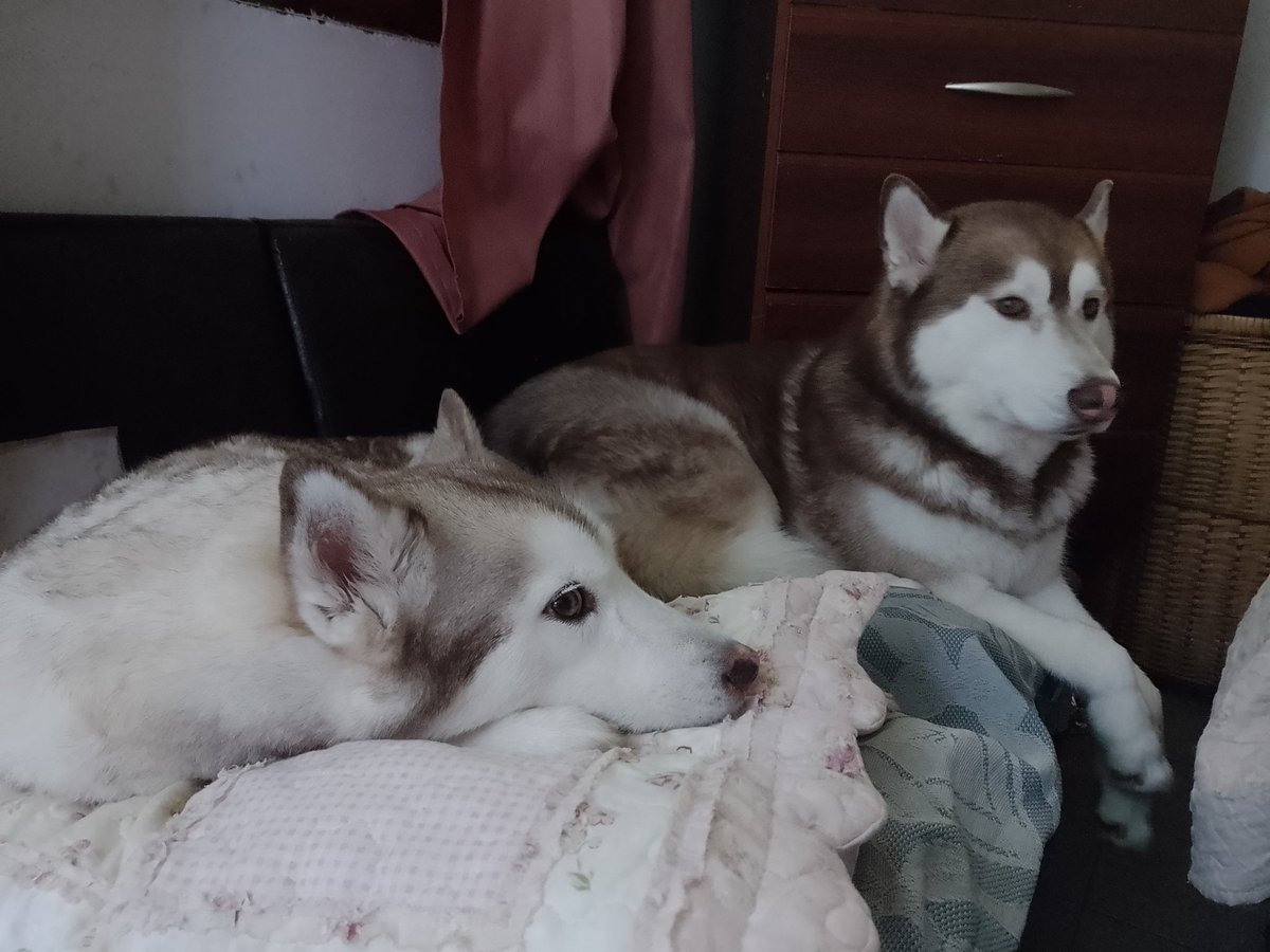 MAIRAROBLES's tweet photo. @elcarpo Mi favorita son los huskies siberianos 🥹❣️ https://t.co/tZBuTorm3j