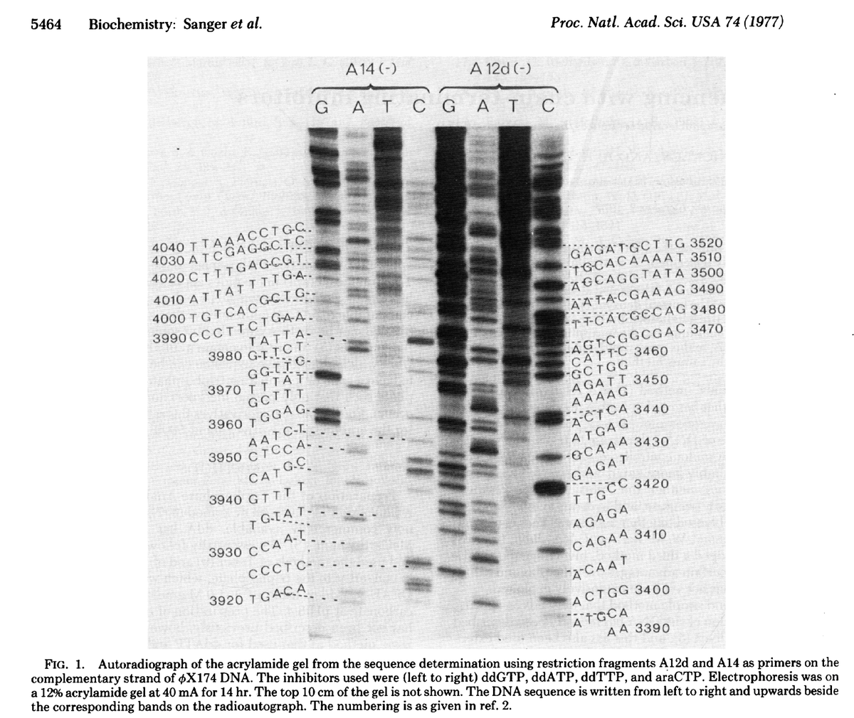 On this day in 1977, Fred Sanger published the first paper demonstrating 'Sanger sequencing', opening the doors to read DNA and earning him a 1980 Nobel prize. Absolutely revolutionary work🫡 The first Sanger sequencing image. Figure 1, PNAS 74:5463:5467 1977