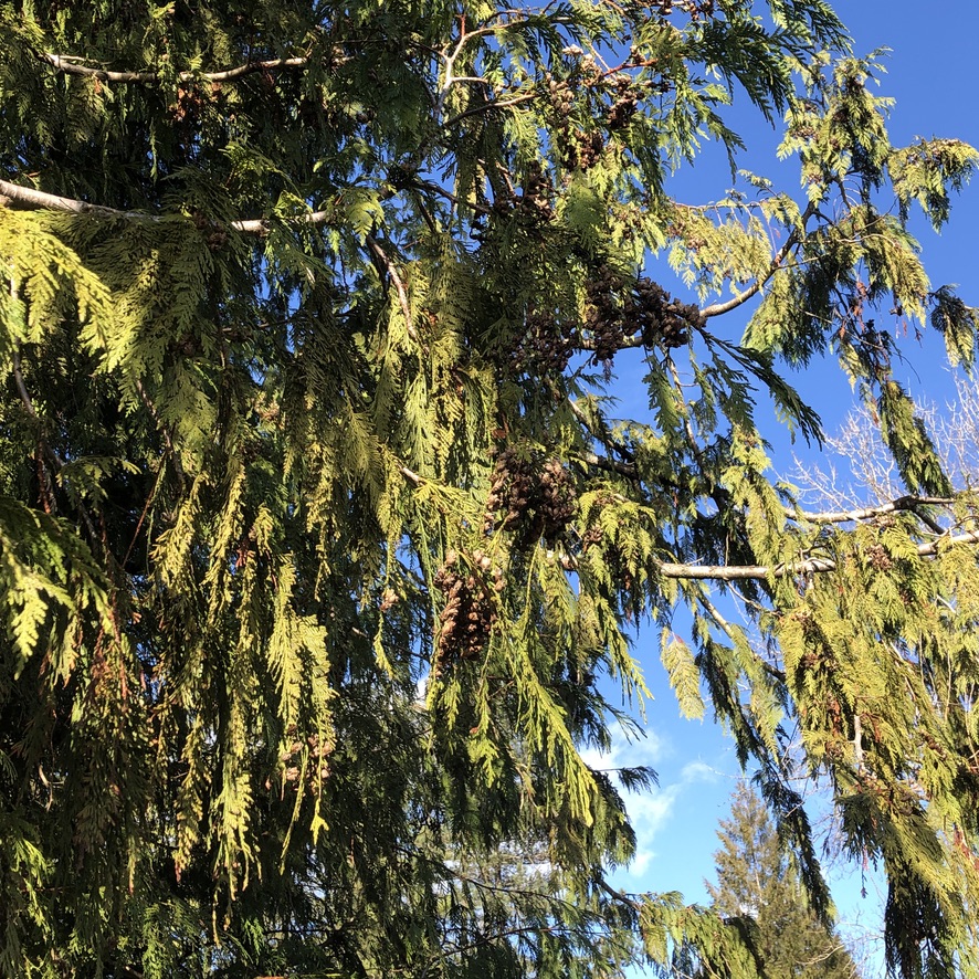 marydeb40's tweet photo. @melindahaunton The greenery and wee cones of a Western Red Cedar. Lucky to have taken this yesterday when it was sunny as today it's pouring down rain. #JacobinDay https://t.co/GYR1efxJAC