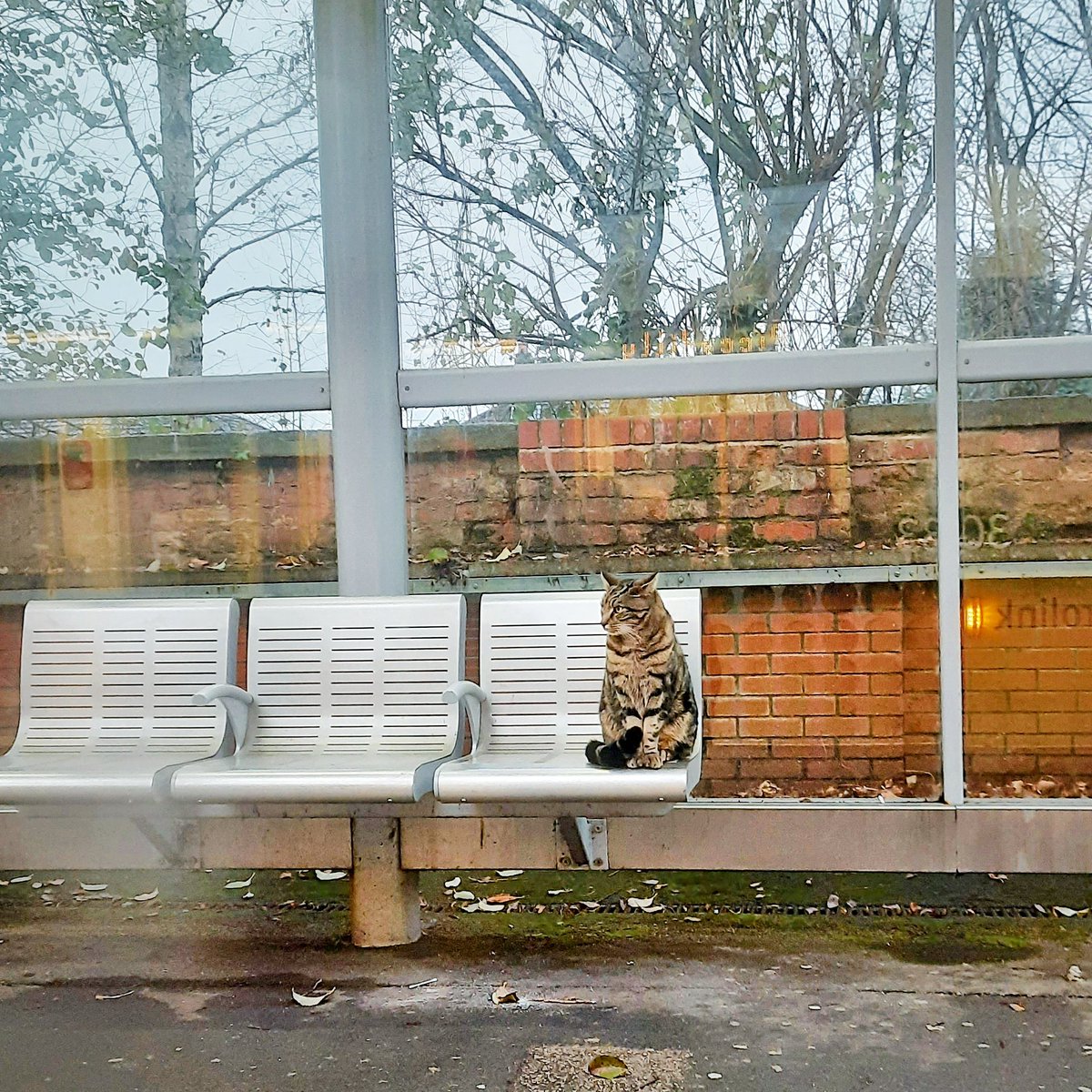 Penny Neville-Lee tweet media