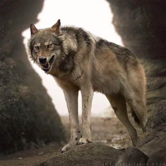 'Una vida fácil,
un fácil amor,
una muerte fácil,
no eran cosas para mí'.
[Hermann Hesse]
-El lobo estepario-

#LOBOVIVO 🐺🌔
#LOBOPROTEGIDO 🍀
