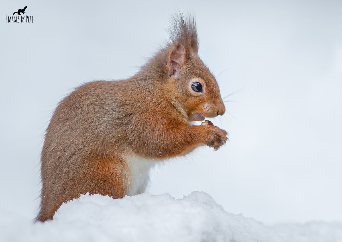 Enjoying a hazelnut for lunch 🐿 #RedSquirrel