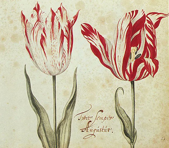 BotanyRNG's tweet photo. #AdventBotany Day 3
The Tulip by Anna Pavord
A story of greed and status & a story of #botany. Single bulbs of Tulipa "Semper Augustus", striped due to tulip breaking virus, reputedly sold for more than the price of a house. #Tulipmania
📖 https://t.co/6pg9gDrTSI
#BotanyBooks https://t.co/DDNmye0v88