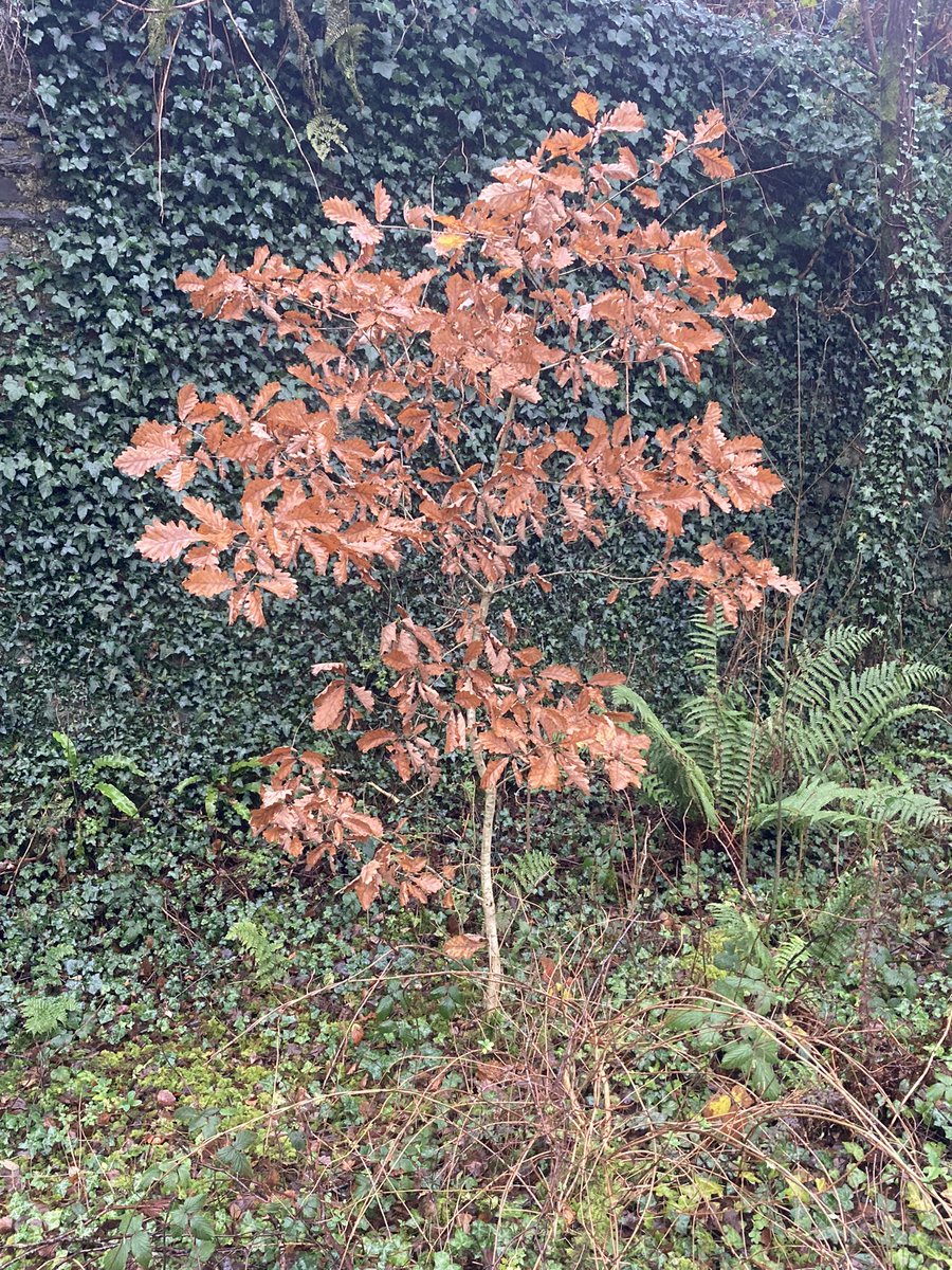 WelshRainforest's tweet photo. Winter leaf marcescence on a young oak #welshrainforest #atlanticrainforest #temperaterainforest https://t.co/j2p2lgUjXn