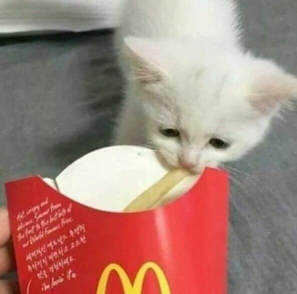 Catsillyness tweet picture