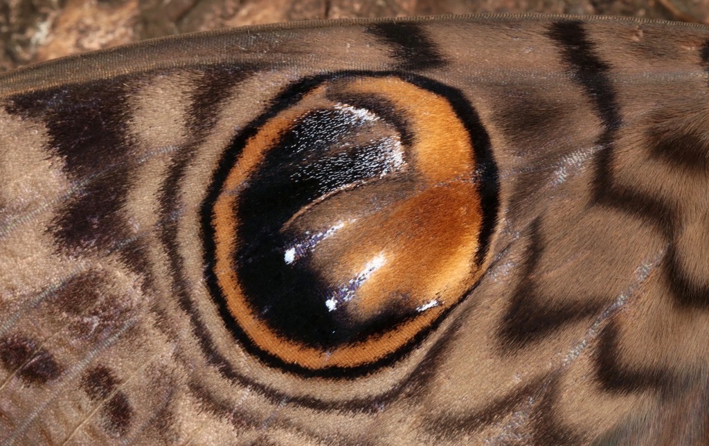 sinobug:

Eyespots

Owlet Moth (Erebus macrops, Erebinae, Erebidae)

by Sinobug (itchydogimages) on Flickr.

Pu'er, Yunnan, China

See more Chinese moths on my Flickr site HERE… ift.tt/MX1kszi