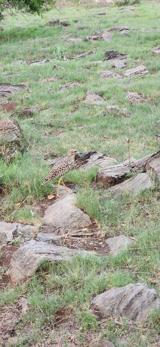 gaiascreatures's tweet photo. Spotted Thick-knee came for a drink of water, they have a nest next to our fence. Blessed 🙏
#thickknee #birds #birdwatching #birding #Bird #BirdsOfX #gaia #loveallearthlycreatures https://t.co/sF8FASYWTe