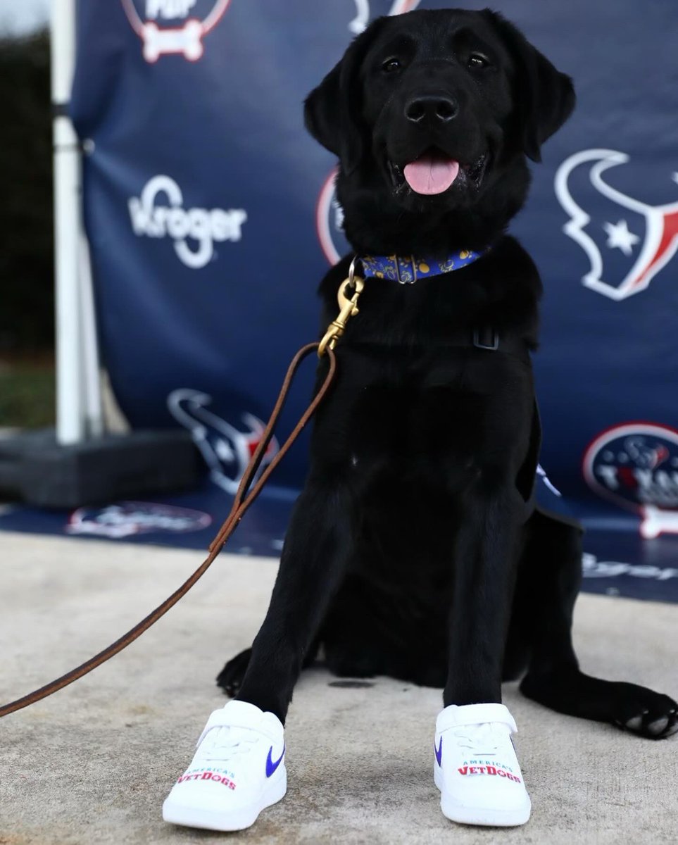 Blitz the Texans Pup tweet media