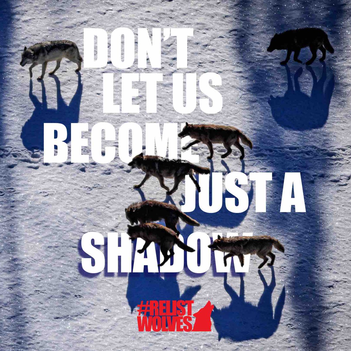 teamwolf_org's tweet photo. Wolves are still functionally extinct from 85% of their historic range. We cannot let wolves become just a shadow. We must continue to fight. Join us in our efforts to #RelistWolves by taking action at https://t.co/GLViKnbbzc! https://t.co/co0IjqtTtX