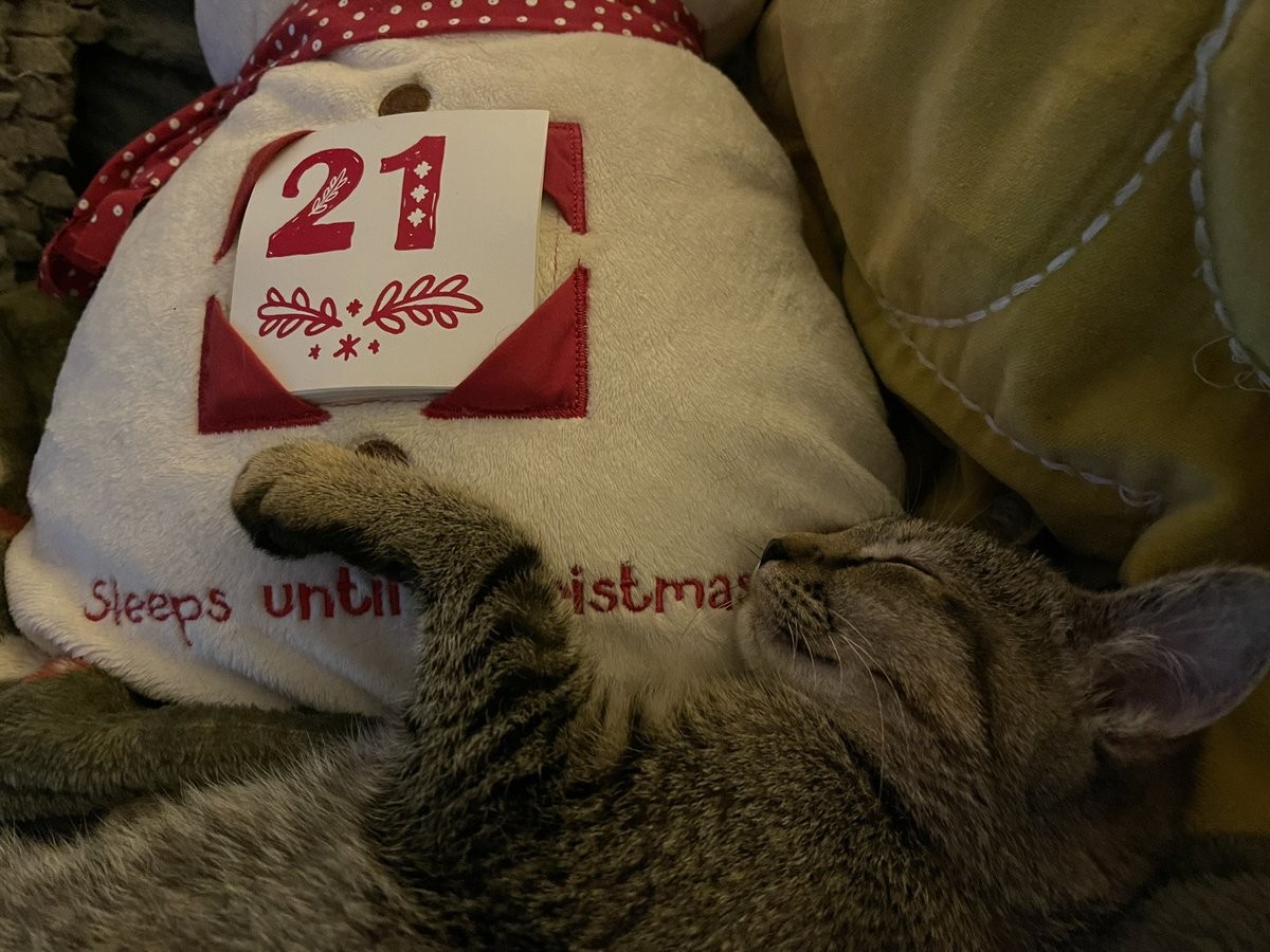 kerry_lou_mcg's tweet photo. How many sleeps until Christmas Margaret?!

#CatsOnX #CatsOfTwitter #Christmas2023 #ChristmasCats #AllForCats #HowManySleeps? 
#Kittens #AdoptDontShop https://t.co/wa3cEvS40x