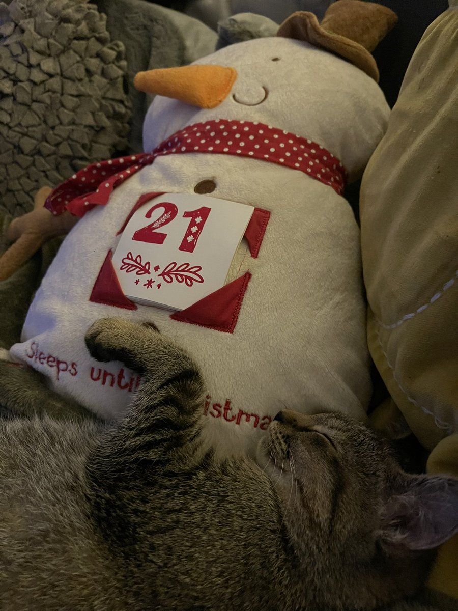 kerry_lou_mcg's tweet photo. How many sleeps until Christmas Margaret?!

#CatsOnX #CatsOfTwitter #Christmas2023 #ChristmasCats #AllForCats #HowManySleeps? 
#Kittens #AdoptDontShop https://t.co/wa3cEvS40x