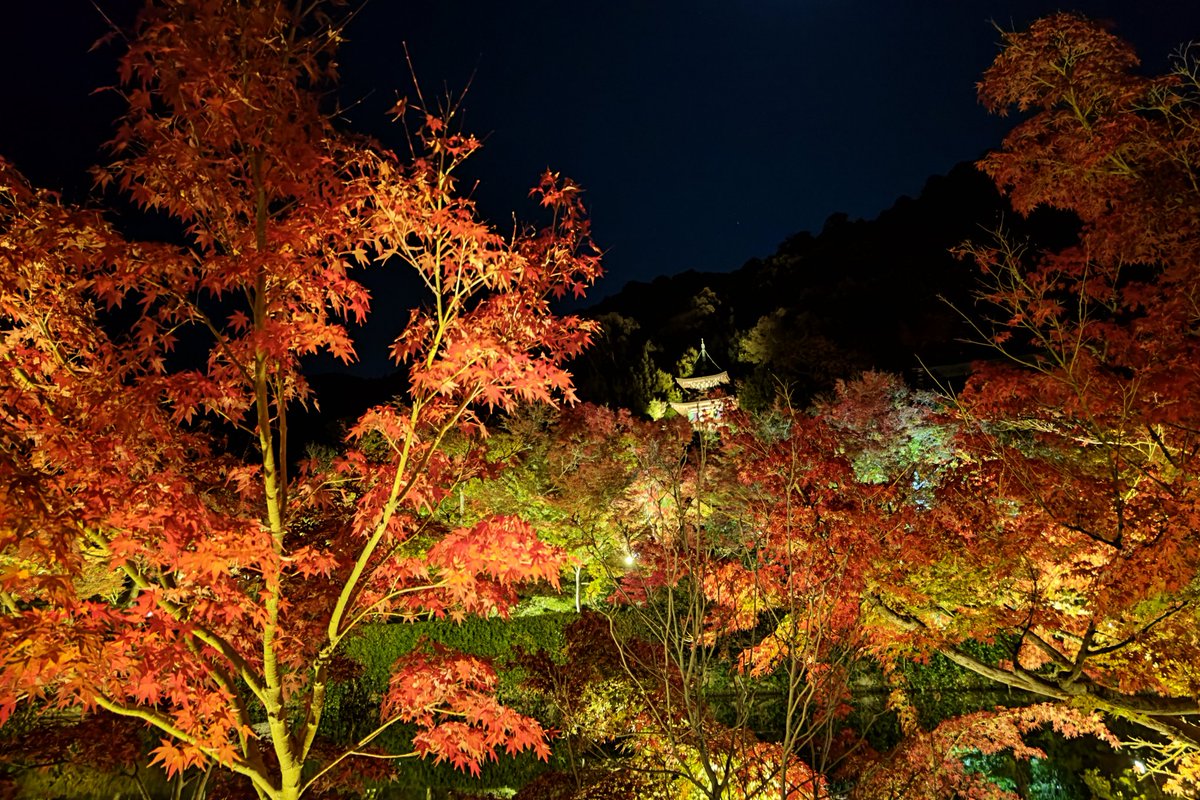 derby0829's tweet photo. 2023/11/26
京都市左京区
永観堂 禅林寺
紅葉

 #永観堂
 #禅林寺
 #紅葉 https://t.co/FJNRZ2iG8V