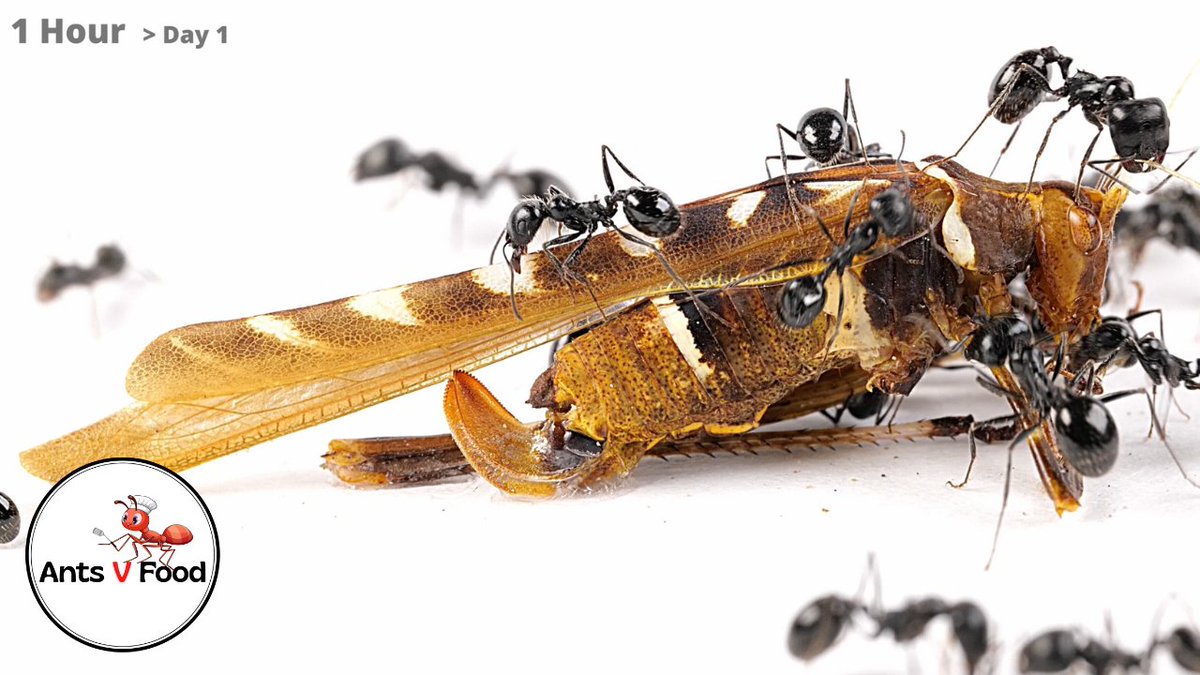 AntsVFood's tweet photo. Ants Eating Dead Katydid Time Lapse #antcolony #timelapse4k #myrmecology #insects https://t.co/tAgwwaINEL