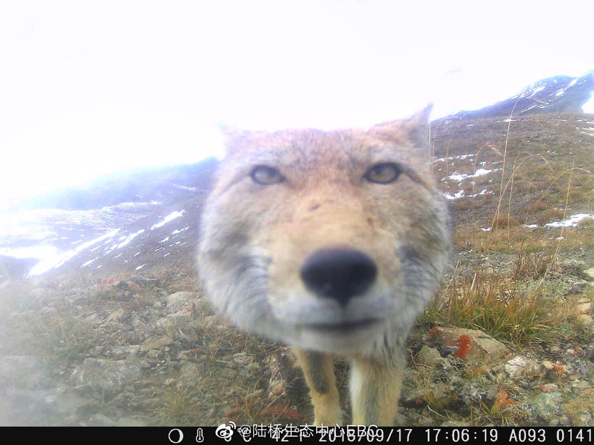 trailcam (@trail_cams) on Twitter photo 