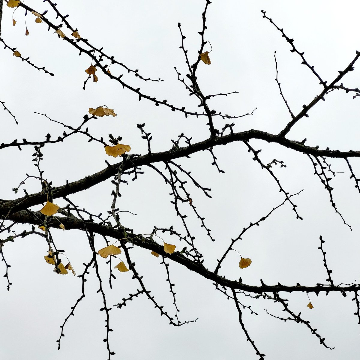 jennylinford's tweet photo. #FlowerReport #LeafReport The last few ginkgo leaves #hangingon https://t.co/nTqIaKVGsc