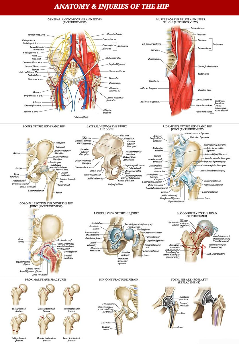 After review of anatomy of the shoulder and the knee, it's time for the review of the Hip &amp; Pelvis Anatomy &amp; its a few injuries👍