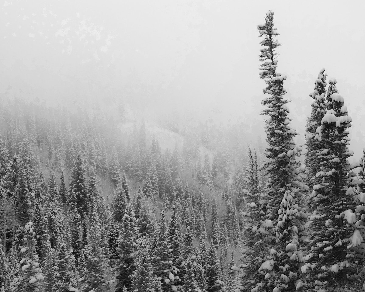 Snowbird tweet media
