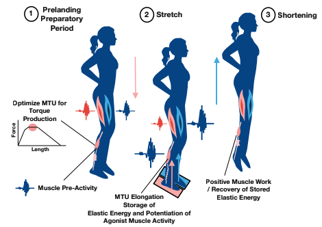 JordanStrength's tweet photo. Here's a recent paper from our lab w/ lots of collaborations. @enda_king + crew at @Aspetar asked us to write a piece on the importance of explosive strength after ACLR. 

We review testing methods for explosive strength (RFD) and SSC mechanics

https://t.co/r0YpJMsIXi https://t.co/awSJYZBdGh