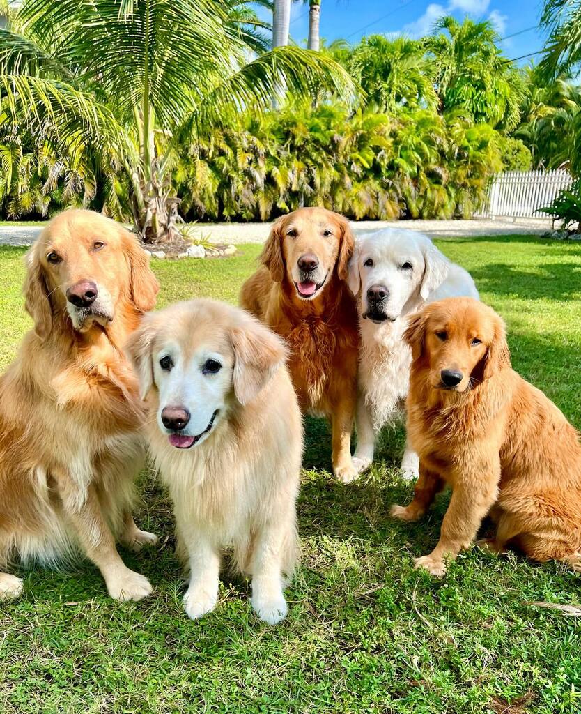 TheGoldenRatio4's tweet photo. The full squad, human and dog, are reunited! https://t.co/I2ocNPh18y