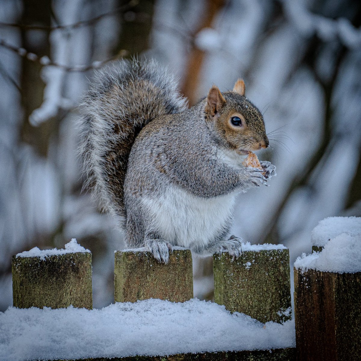 Wildlife of the Southside 🐿️