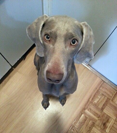 ja tu sobie kroję kurczaka do sałatki, aby go przesmażyć. 
tymczasem nunsongi: